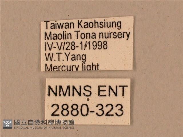 背中白天蛾藏品圖，第3張