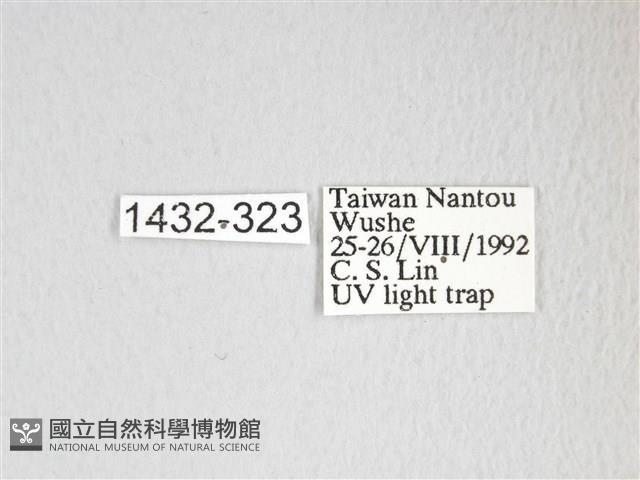 圓翅大鉤蛾藏品圖，第3張