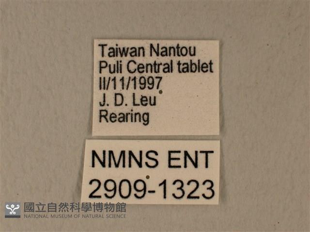 白粉蝶、紋白蝶藏品圖，第3張