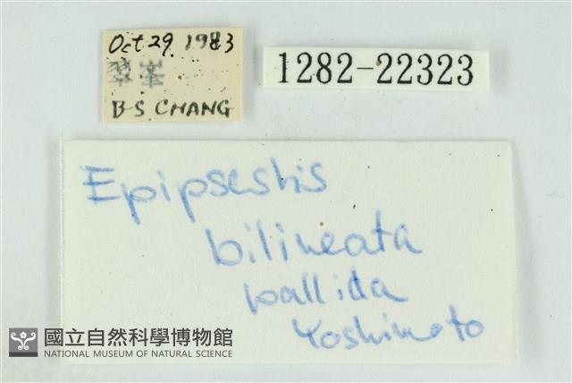 線平波紋蛾藏品圖，第3張