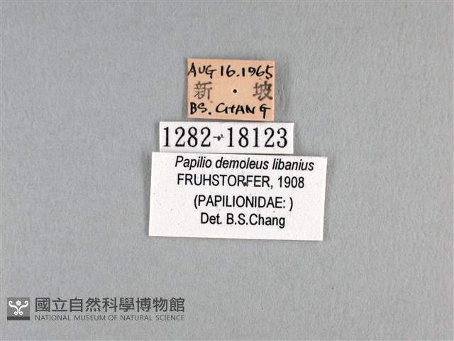 花鳳蝶、無尾鳳蝶藏品圖，第3張