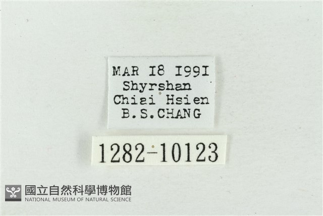 臺美波紋蛾藏品圖，第3張