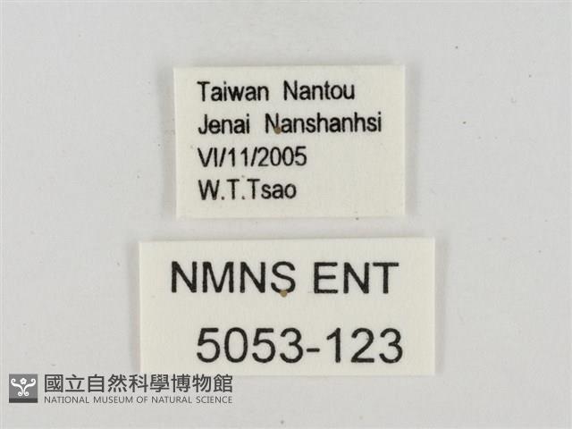 白裙弄蝶藏品圖，第3張