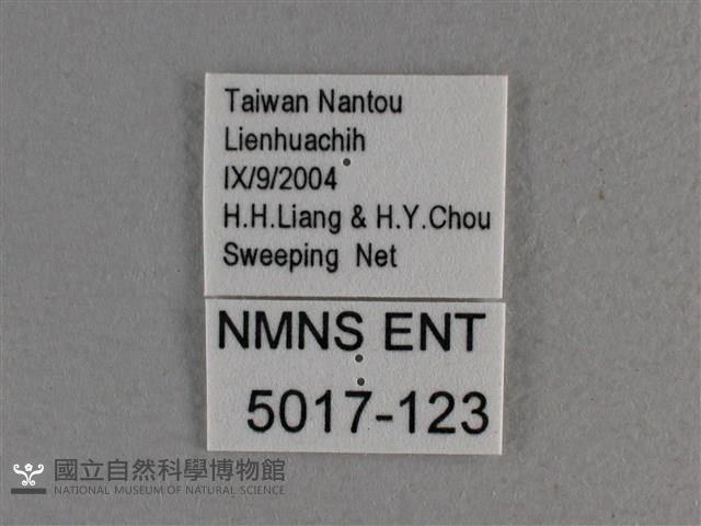 白斑弄蝶藏品圖，第3張