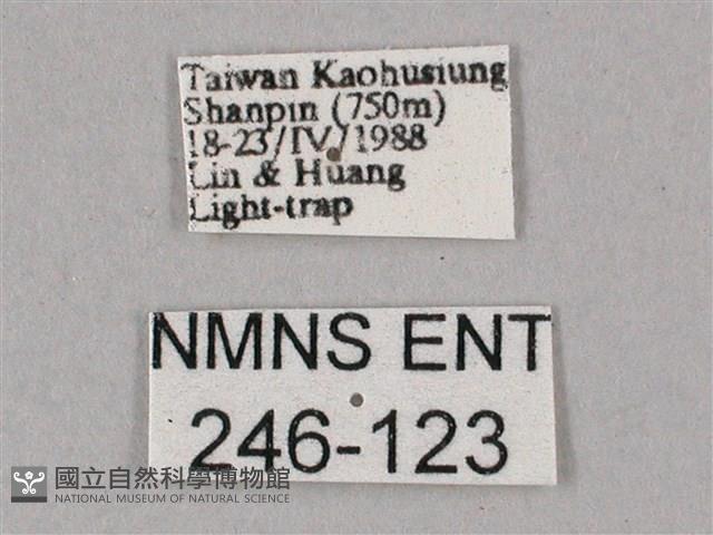 榆綠天蛾藏品圖，第3張