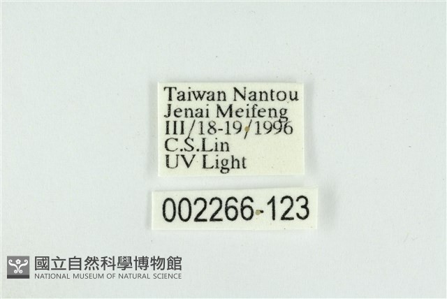 臺圓波紋蛾藏品圖，第3張