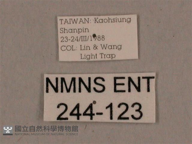 背線天蛾藏品圖，第3張