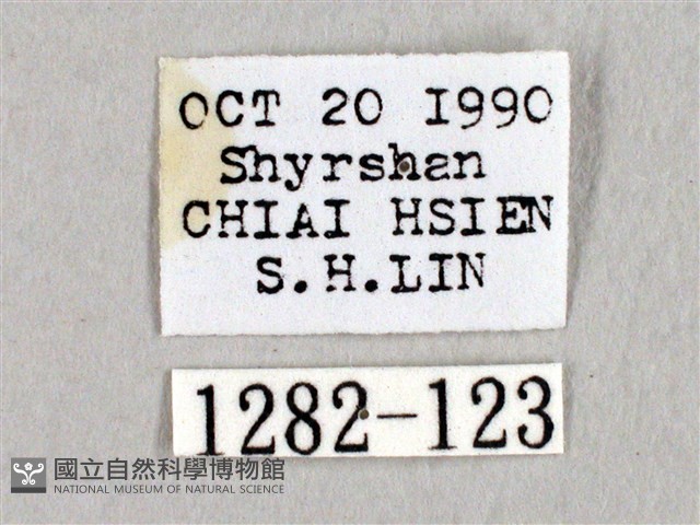 阿里山絨帶蛾藏品圖，第3張
