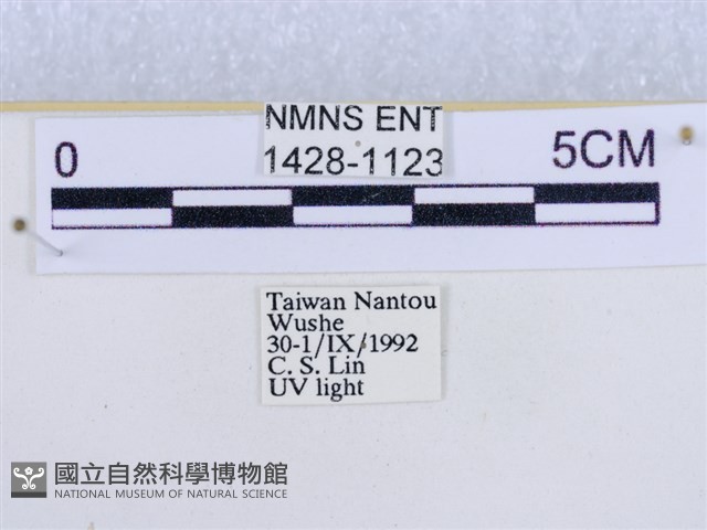 後凸蝶燈蛾藏品圖，第3張