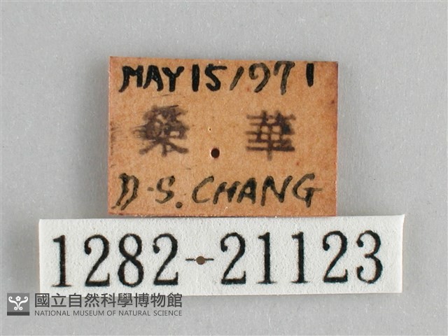 藍紋鋸眼蝶藏品圖，第3張