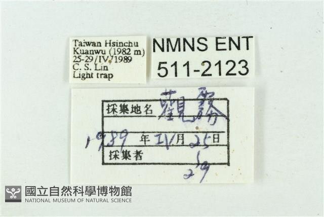 臺雪苔蛾藏品圖，第3張