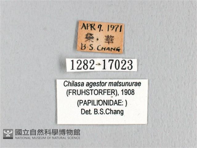 斑鳳蝶藏品圖，第3張
