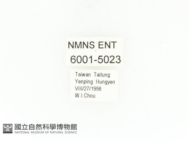 紫艷白點花金龜藏品圖，第2張