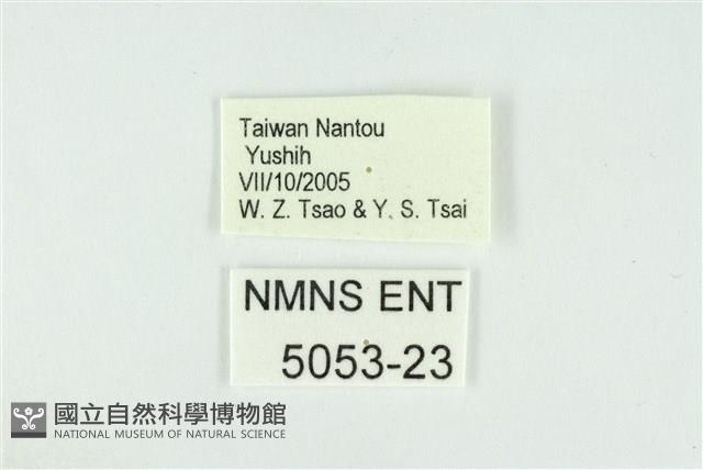 臺灣焰灰蝶藏品圖，第3張