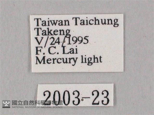 白點天蛾 藏品圖，第3張