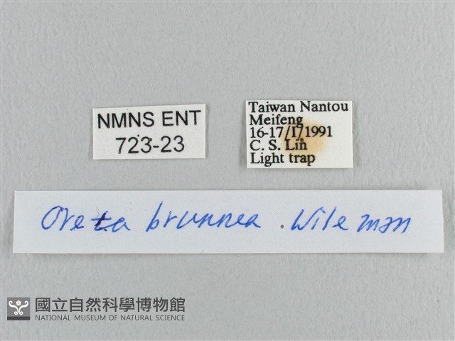 銀端帶鉤蛾藏品圖，第3張