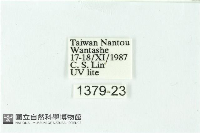 三色豔苔蛾藏品圖，第3張