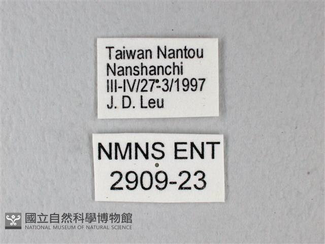橙端粉蝶、端紅蝶藏品圖，第3張