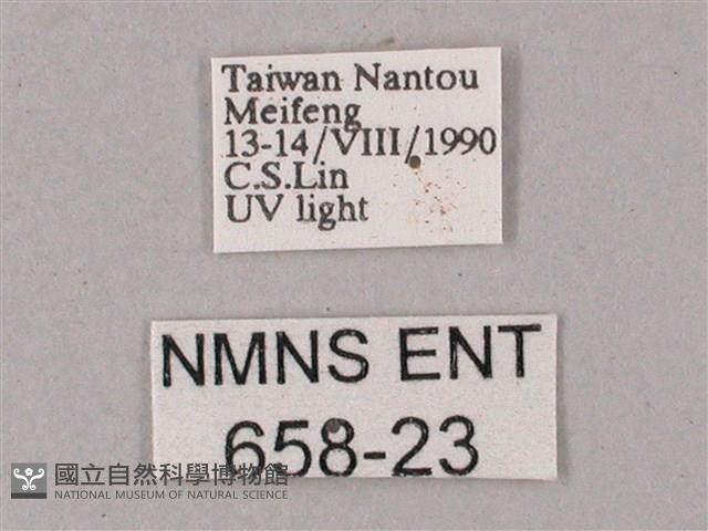 綠背斜紋天蛾藏品圖，第3張