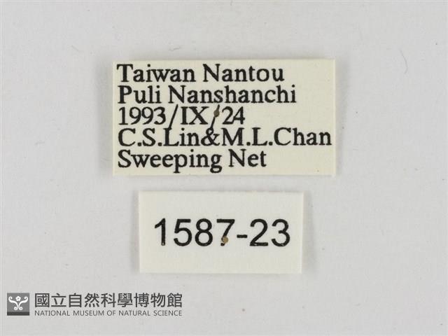 淡褐脈粉蝶藏品圖，第3張