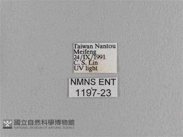 波紋枯葉蛾藏品圖，第3張