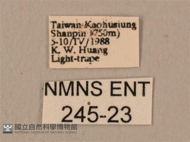 斜線天蛾藏品圖，第3張