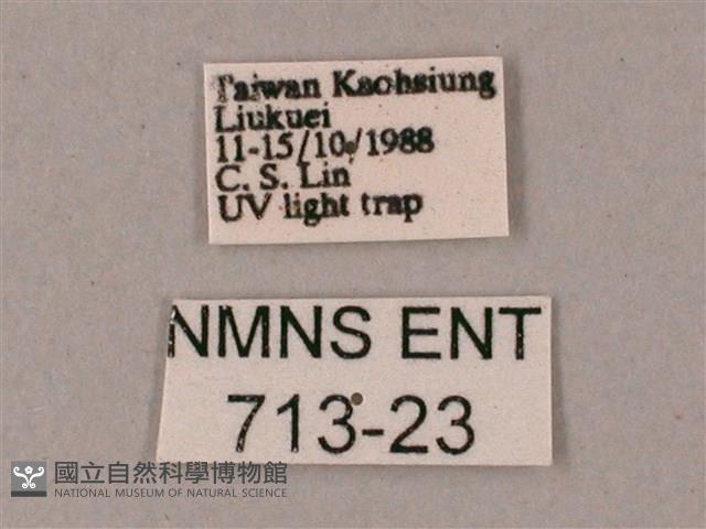 綠背斜紋天蛾藏品圖，第3張