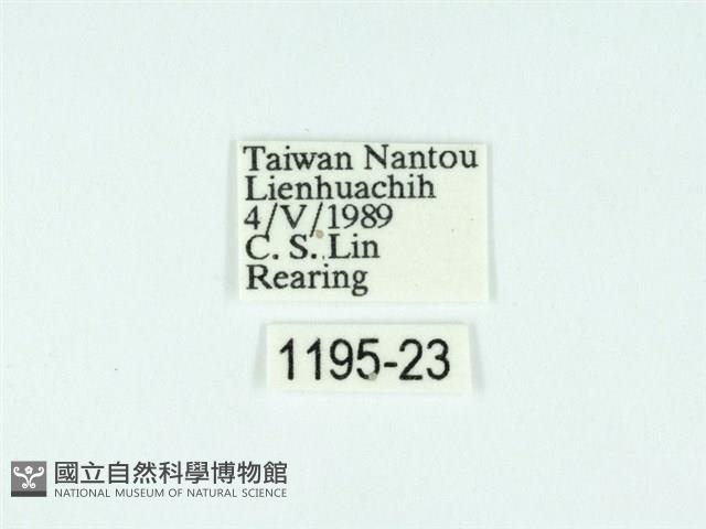 黃肩奇蛾藏品圖，第3張