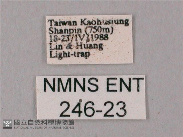 粗斜紋天蛾藏品圖，第3張