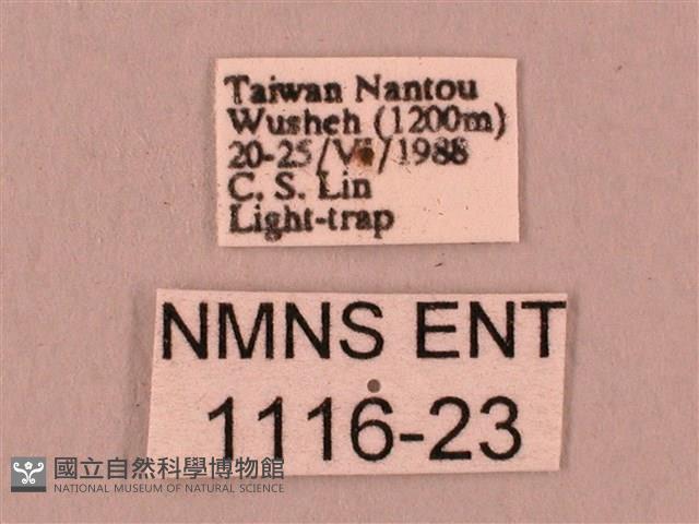 桃紅六點天蛾藏品圖，第3張