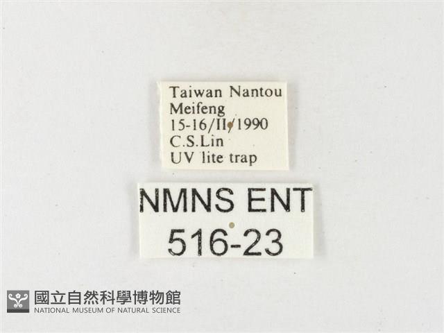 紋黃粉蝶藏品圖，第3張