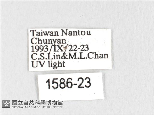 銀肩枯葉蛾藏品圖，第3張