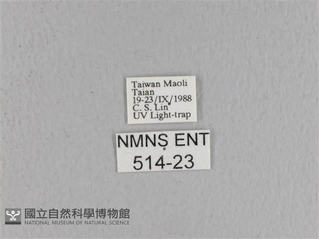 松大毛蟲藏品圖，第3張