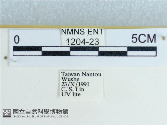 粉蝶燈蛾藏品圖，第3張