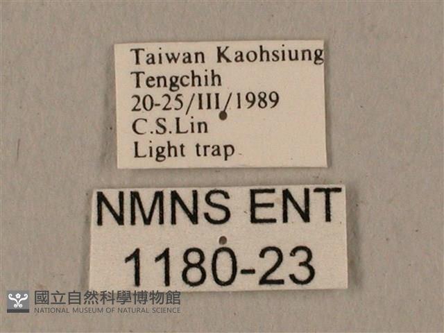 全緣缺角天蛾藏品圖，第3張