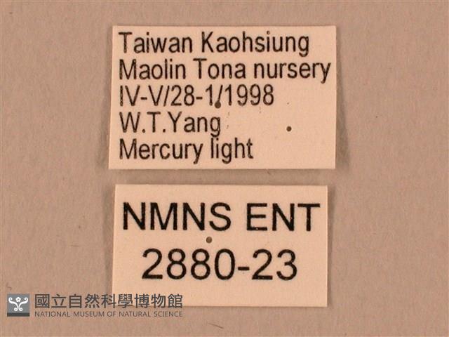 棕綠背線天蛾藏品圖，第3張