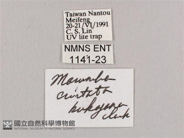 直翅六點天蛾藏品圖，第3張