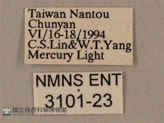 蝦殼天蛾藏品圖，第3張