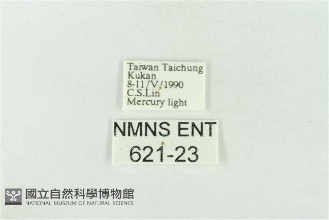 基褐綠刺蛾藏品圖，第3張