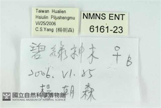 珂灰蝶藏品圖，第3張
