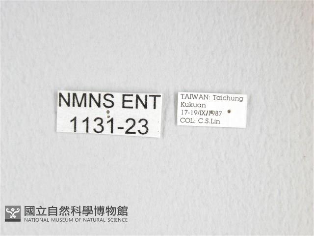 雙黑目天蠶蛾藏品圖，第3張