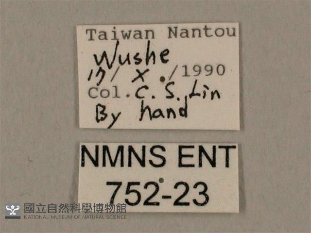 棕綠背線天蛾藏品圖，第3張