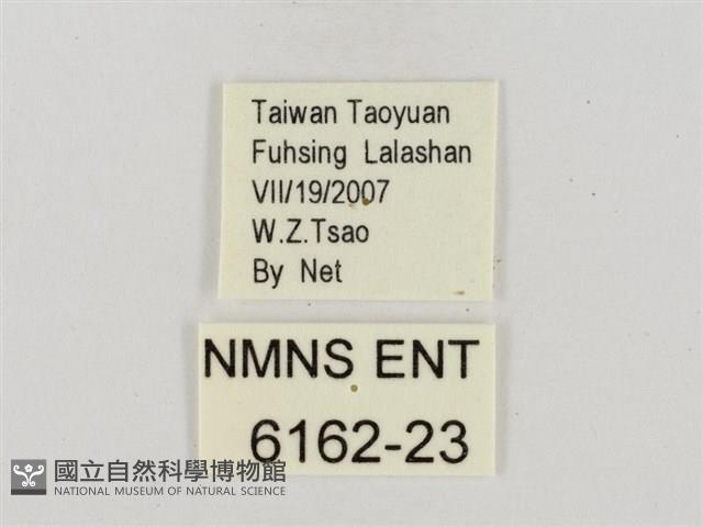 奇萊禪弄蝶藏品圖，第3張