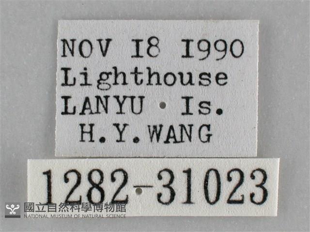 霜天蛾藏品圖，第3張