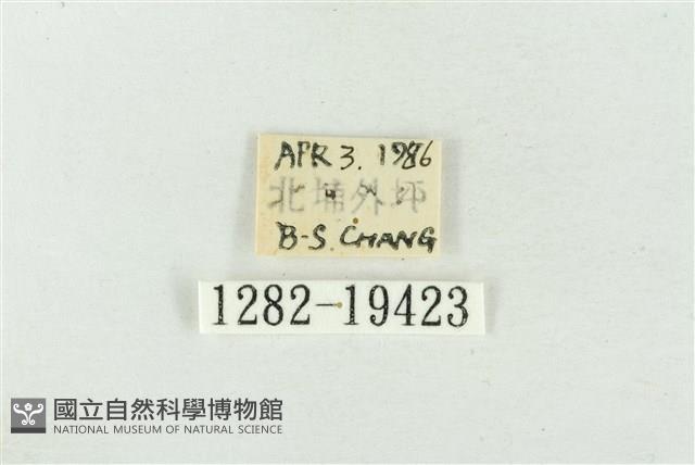 大斑波紋蛾藏品圖，第3張