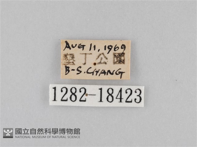 雙標紫斑蝶藏品圖，第3張