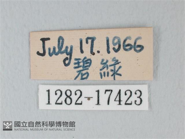 流星絹粉蝶藏品圖，第3張