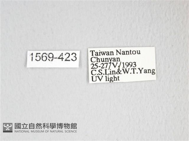 圓翅大鉤蛾藏品圖，第3張