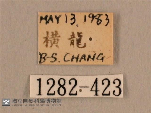 背線天蛾藏品圖，第3張