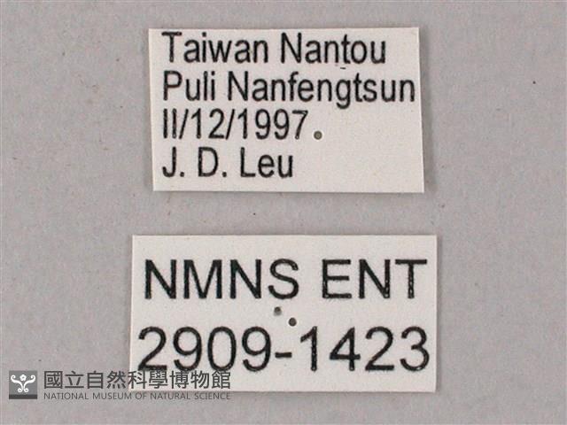 榆綠天蛾藏品圖，第3張